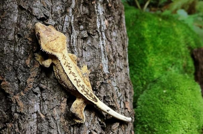 Galápagos (05505) Natural Cork Bark for Reptiles – Ideal for Bearded Dragons, Snakes, and Geckos – Climbing Accessory for Terrariums, Turtle Tanks, and Bird Cages, Tube 7” – 9”, Natural