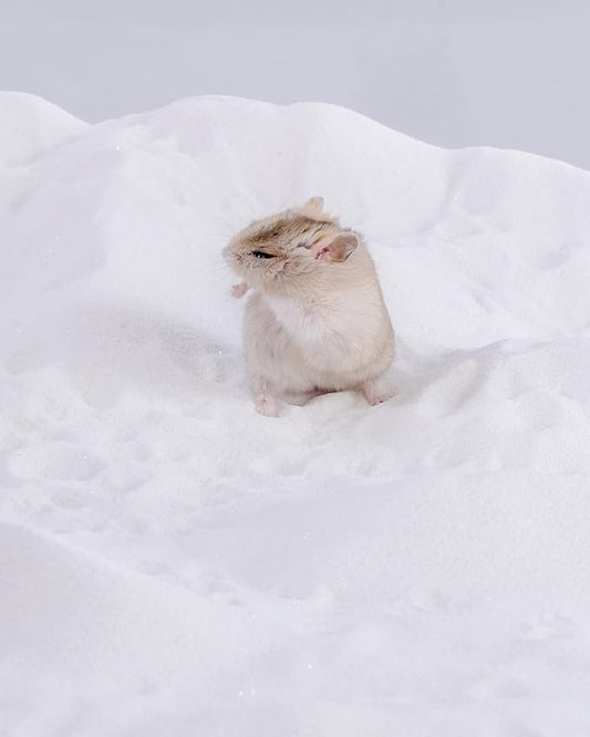 Niteangel Hamster Desert Bath Sand | No-Dust Bath or Potty Litter for Hamster Chinchillas Gerbil Mice Degu or Other Small Pets (White Sand, 2.5LB/40oz)