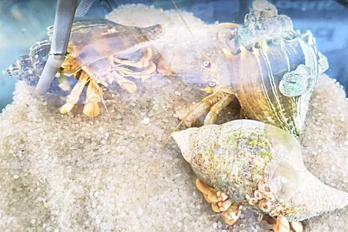 10+ Live Small Marine White-Legged Hermit Crabs – Reef Safe Algae Eaters & Cleanup Crew for Saltwater Aquariums Natural Scavengers for Nano, Reef, and Fish Tanks
