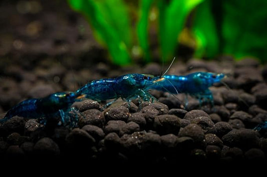 20+ High Grade Blue Dream Shrimps Neocaridina Live Freshwater Shrimp Aquarium Inverts (Live Guarantee or Replacemnt is Free)