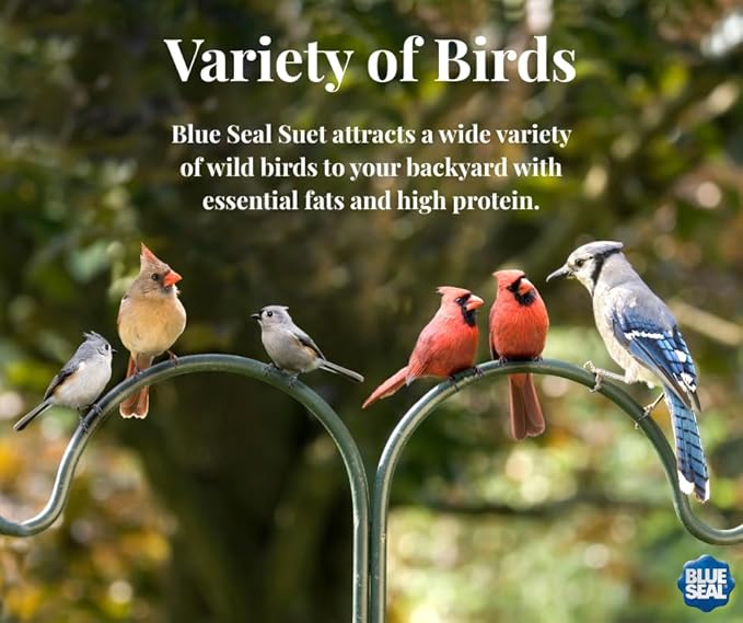 Blue Seal Mealworms & Nuts Suet Cakes for Wild Birds - No Mess Suet Feed, Food for Woodpeckers, Cardinals, Siskins, Sparrows & More - 11oz Suet Feeder, Bird Seed Cakes (Pack of 12)