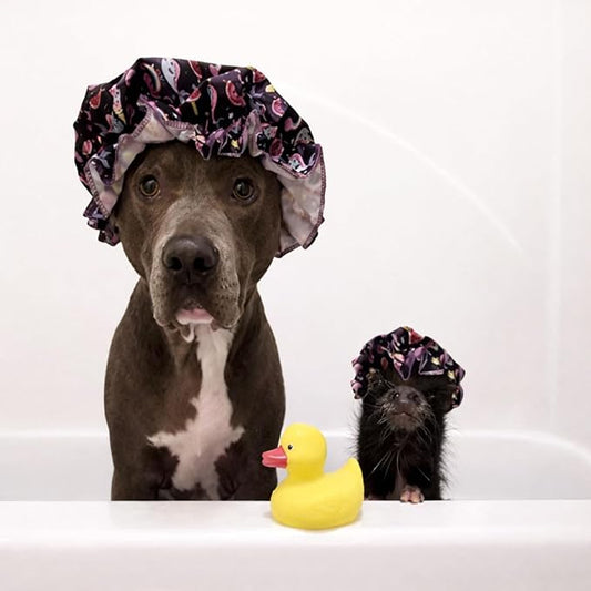 Piggy Poo and Crew Brightening Pet Shampoo and Coconut Oil Bundle, Oatmeal Cherry Scent, Gentle pH-Balanced, No Bleach, Peroxide or Alcohol for Pigs and Small Animals