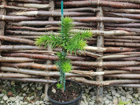 GARDENERA Premium Araucaria Potting Soil Mix - Perfect Balance of Nutrients, Drainage, and Aeration for Healthy Araucaria Trees - 10 Quart
