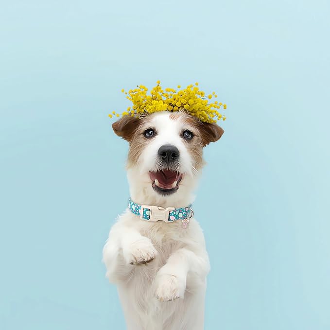 Lionet Paws Easter Dog Collar- Cute Colorful Eggs Green Dog Collars with Plastic Buckle, Light Adjustable Dog Collars with Egg Pendant for Small Medium Dogs