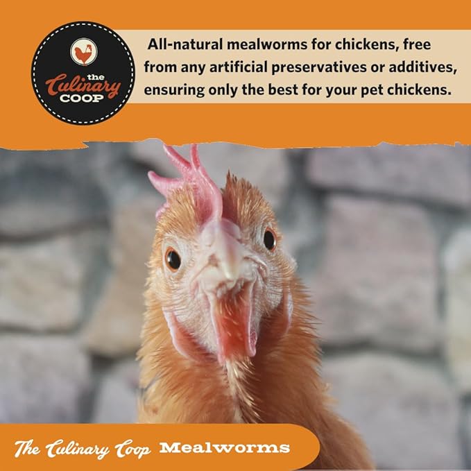 Fluker's Culinary Coop Premium Chicken Treats, Mealworms 3.5 oz, High Protein Worm, Nutritious Treat