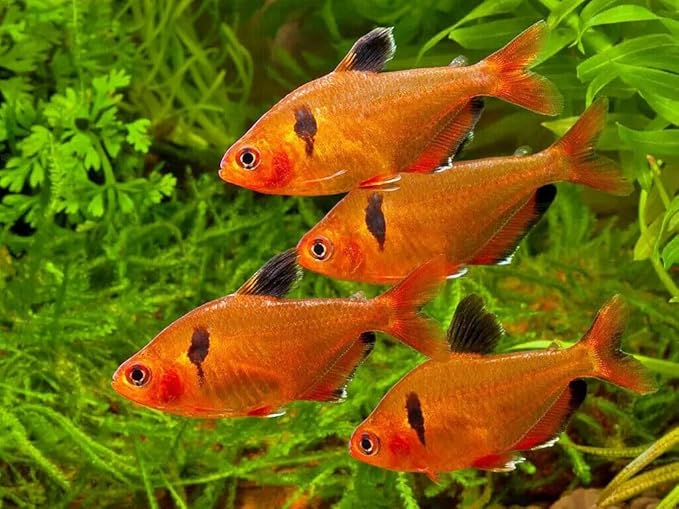 Tropical Fish Flakes, Mix of Krill, Color Enhancing, Spirulina Flakes for Cichlids, Angels, Tetras, Guppies. 12-Type Pellet Mix & 4-Type Wafers Included...WL 1/4-lb Foil Bag