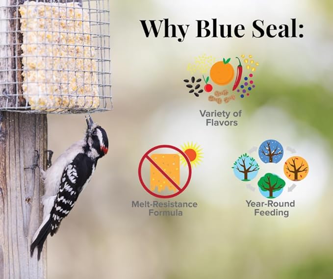 Blue Seal Mealworms & Nuts Suet Cakes for Wild Birds - No Mess Suet Feed, Food for Woodpeckers, Cardinals, Siskins, Sparrows & More - 11oz Suet Feeder, Bird Seed Cakes (Pack of 12)