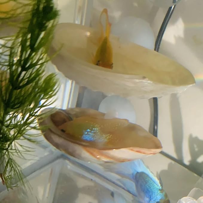 Oncpcare Betta Fish Resting Spot Shell Bed 2-Pack — Cozy Natural Shell Perch for Betta Tanks, Encourages Natural Resting & Hiding Behaviors