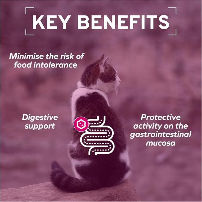 Forza10 - Cat Food, Vet-Approved Digestive Wet Cat Food, Salmon Flavor, Sensitive Stomach Support for Adult Cats with Gastrointestinal & Digestive Issues, Made in Italy (3.5 oz, 32 Pack)