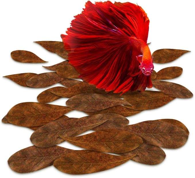 SunGrow 50 Pcs Mini Catappa Indian Almond Leaves for Betta Fish Aquarium, Shrimp, Frogs, Improves Habitat, Gives Tea Color, Helps in Lowering Aquarium Water pH, Improves Immunity