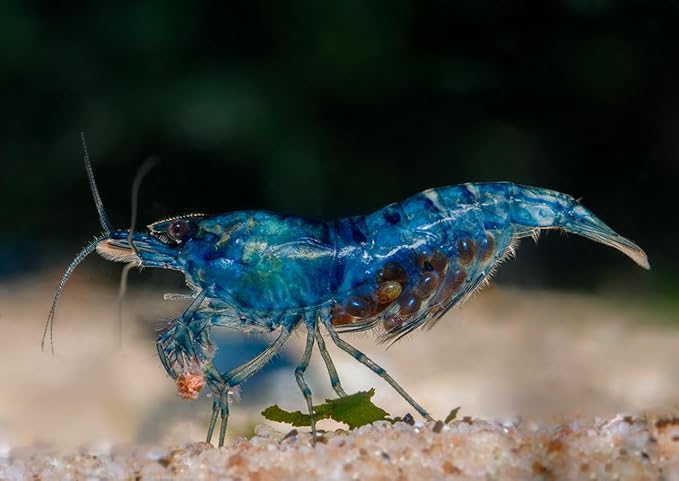 20+ High Grade Blue Dream Shrimps Neocaridina Live Freshwater Shrimp Aquarium Inverts (Live Guarantee or Replacemnt is Free)