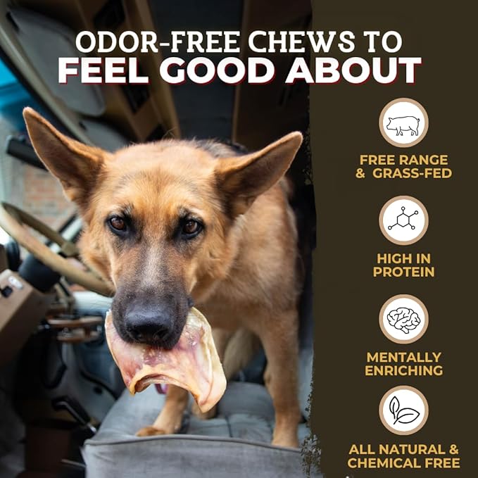 Bully Bunches Large Whole Pig Ears for Dogs | Free Range Oven Baked Pork for All Breeds | All-Natural, Single Ingredient & 100% Digestible Safe Dog Chew - Multipack (20 Pack)