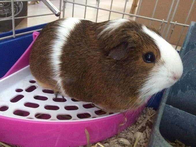 Hypeety Pet Toilet Small Animal Litter Tray Corner for Hamster Guinea Pig Ferret Gerbil Chinchilla Pet Small Rat Toilet Pink