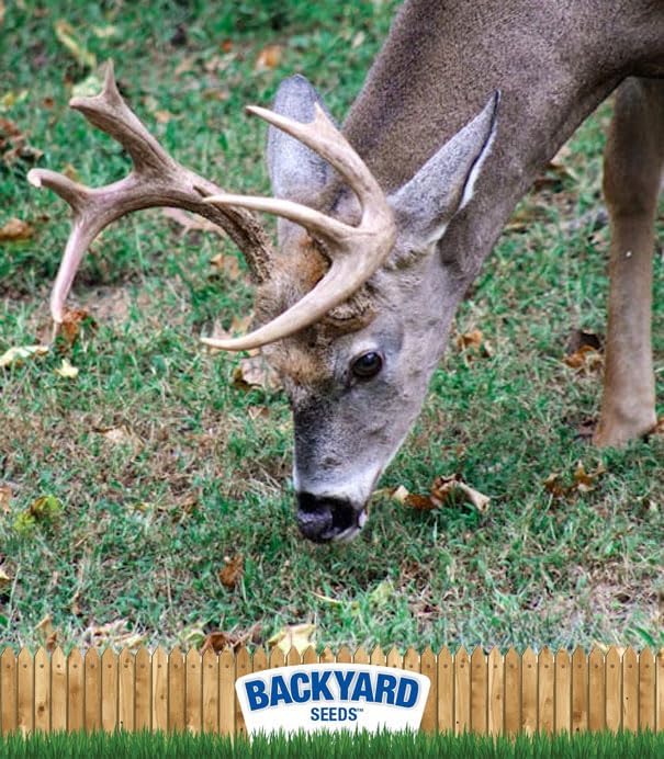 CountryMax Backyard Seeds Cracked Corn 50 lbs - High-Energy Animal Feed for Chickens, Squirrels, Deer & Wild Birds, Ground Feeding, High Protein