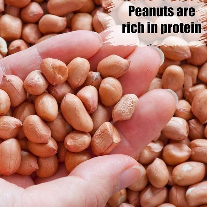Old Potters' Wildlife Shelled Peanuts, 5 lbs for Birds, Squirrels. USA Grown Non-GMO Raw Shelled Peans. Not for Human Consumption