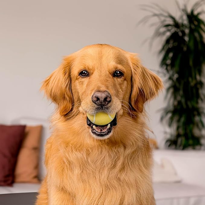 Playology Dog Toys | Squeaky Chew Ball for Dogs | Chicken Scented Medium Dog Ball | Bouncy Floating Chew Toys for Fetch