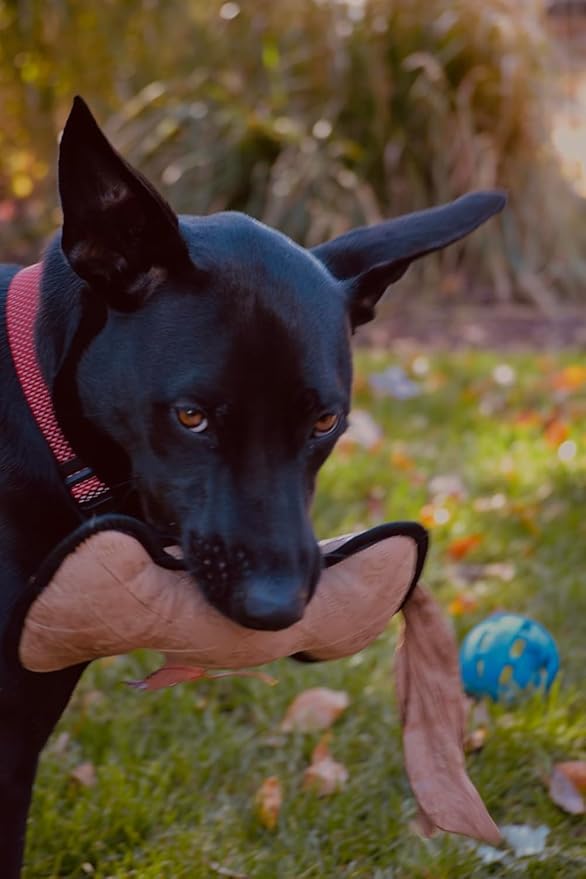 Ultra Tough Dog Toy (Bone – Large)