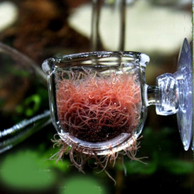 Glass Aquarium Red Worm Fish Feeder Cone Feeder Red Worm Fish Tank Plant Shrimp Feeder Cup Fish Feeding Cup with Suction for Aquarium Fish Tank