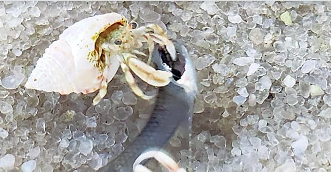 10+ Live Small Marine White-Legged Hermit Crabs – Reef Safe Algae Eaters & Cleanup Crew for Saltwater Aquariums Natural Scavengers for Nano, Reef, and Fish Tanks
