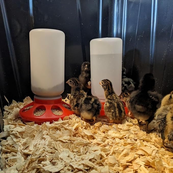 Chick Feeder 1-Quart Capacity for All Small Poultry | Durable Feeding Container for Baby Chicks, Chickens, Ducklings, Baby Turkeys, Quail and More
