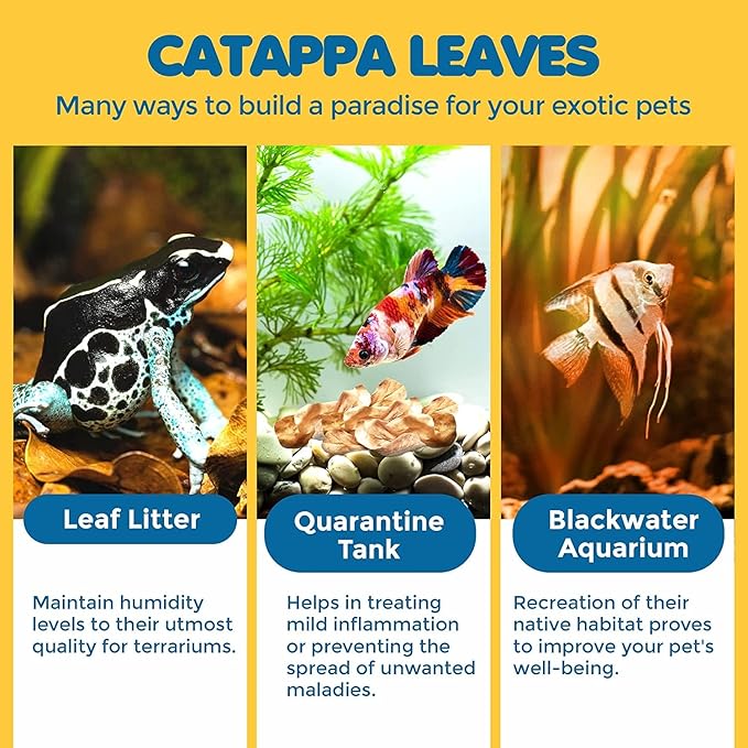 SunGrow 50 Pcs Mini Catappa Indian Almond Leaves for Betta Fish Aquarium, Shrimp, Frogs, Improves Habitat, Gives Tea Color, Helps in Lowering Aquarium Water pH, Improves Immunity