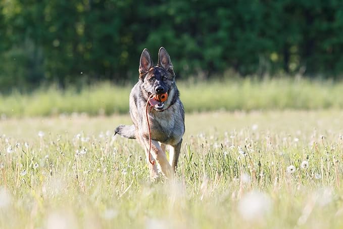 Durable Natural Rubber Ball on a Rope - Perfect Dog Training, Exercise and Reward Tool - Medium Size Dog Toy for Fetch, Catch, Throw and Tug War Plays – Happy Playtime Guaranteed