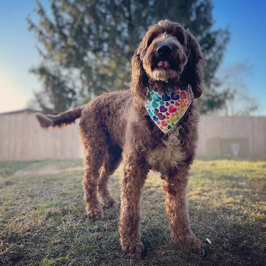 Lionet Paws Valentine's Dog Bandana,Fabric Love Dogs Kerchief for Small Medium Dogs,Dog Triangle Cotton Scarf for Girl Boy