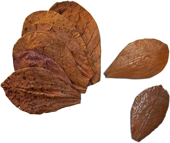 SunGrow 10 Indian Almond (Catappa) Leaves 8″ for Betta Fish – Natural Aquarium Water Conditioner, Adds Tannins, Lowers pH, Fin Growth and Enhances Color, Stress Relief, Water Softening Treatment