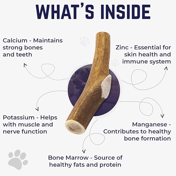 Devil Dog Pet Co. Elk Antlers for Dogs, Natural Dog Chew for Aggressive Chewers - Long Lasting and Odor Free - USA Sourced - Cleaner Teeth, Anxiety & Boredom Relief - Whole Large 6"+ - Antler Bone