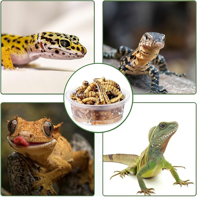 ANCKNE 200 pcs 0.5oz Crested Gecko Food and Water Feeding Cups | Reptile Feeder Bowls | for Lizard and Other Small Pet Ledge Accessories Supplies