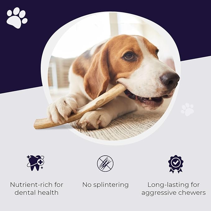 Devil Dog Pet Co. Elk Antlers for Dogs, Natural Dog Chew for Aggressive Chewers - Long Lasting and Odor Free - USA Sourced - Cleaner Teeth, Anxiety & Boredom Relief - Whole Large 6"+ - Antler Bone
