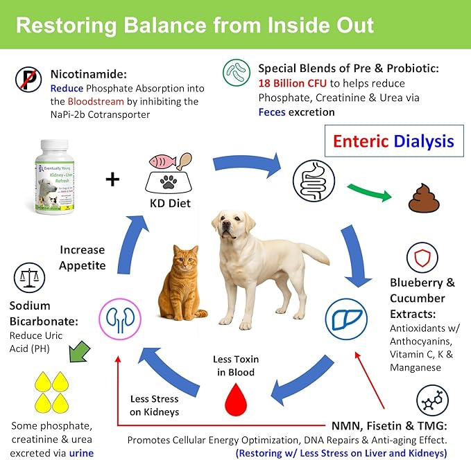𝗘𝘃𝗲𝗻𝘁𝘂𝗮𝗹𝗹𝘆 𝗬𝗼𝘂𝗻𝗴 Cat Kidney Support for Dog & Cat with NMN & Fisetin - Super Phosphate Binder Kidney and Liver Supplement for Feline, Canine Healthy Aging & Longevity NAD+ (60 Caps)