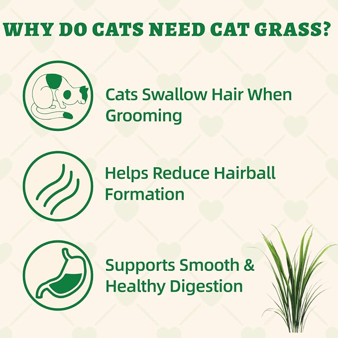 Wellix 29.45 oz Cat Grass Treats with Catnip & Salmon - Healthy Cat Treats for Indoor Cats - Hairball Control & Digestive Support - Kittens Training Snacks for Teeth Cleaning
