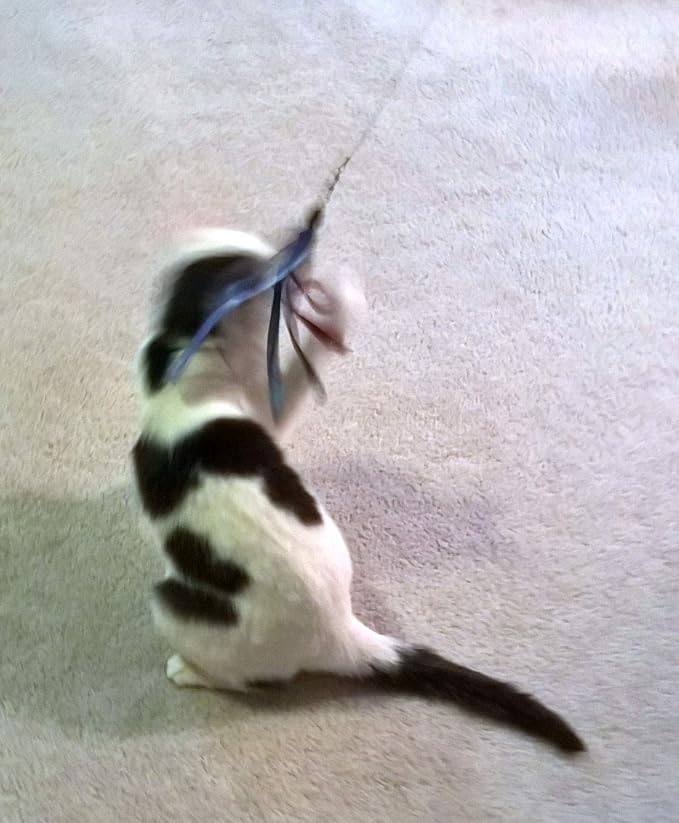 Ribbon, Leather and Fur Attachment Cat Toys - Fit Wildcat and Popular Bird and Catcher Type Wands/Poles (Ribbons)