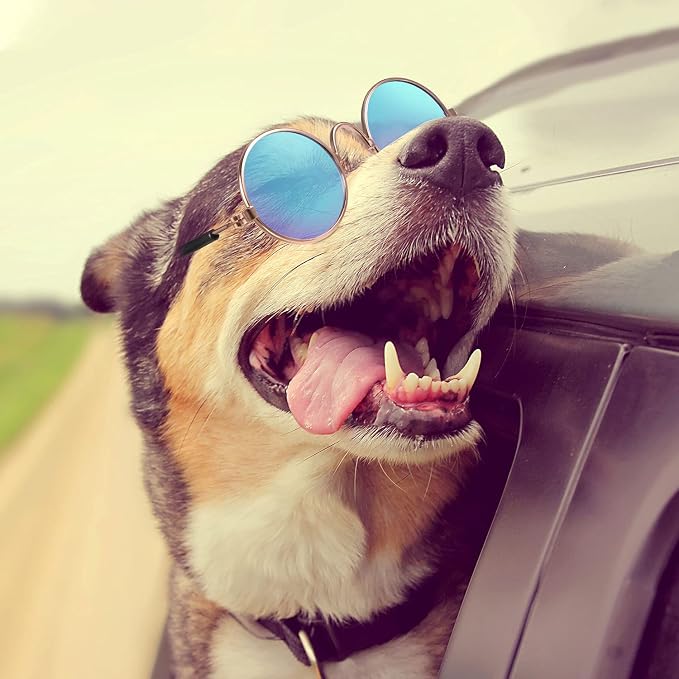 Weewooday 7 Pcs Dog Sunglasses Cats Sunglasses with 2 Gold Chain Retro Round Metal Glasses Funny Cute Cosplay Costume for Small Pet(Fresh Colors,Delicate Style)