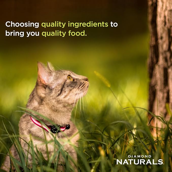 Diamond Naturals Kitten Real Meat Recipe Natural Dry Cat Food With Real Cage Free Chicken 6Lb