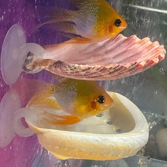 Oncpcare Betta Fish Resting Spot Shell Bed 2-Pack — Cozy Natural Shell Perch for Betta Tanks, Encourages Natural Resting & Hiding Behaviors