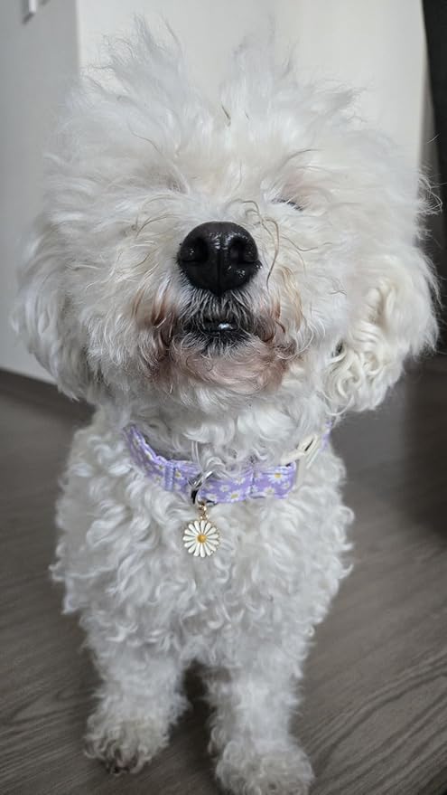 Lionet Paws Floral Dog Collar- Cute Daisy Purple Dog Collars with Plastic Buckle, Light Adjustable Dog Collars for Medium Dogs