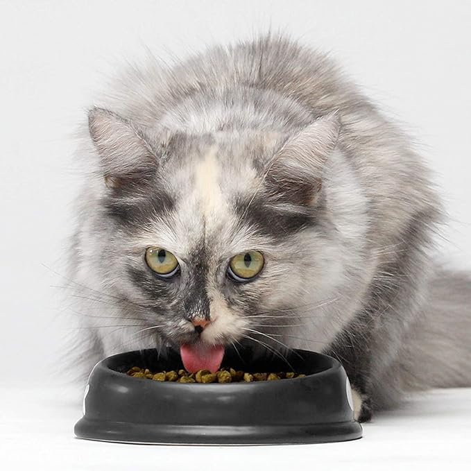 Open Farm Homestead Turkey & Chicken Grain-Free Dry Cat Food, Wild-Caught Fish Recipe with Non-GMO Superfoods and No Artificial Flavors or Preservatives, 2 lbs