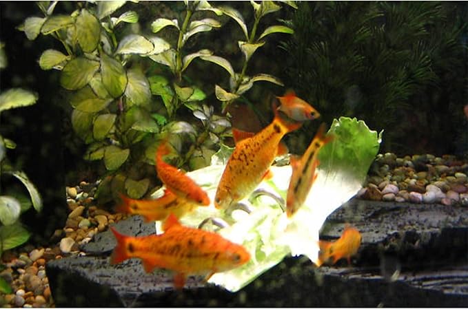 Fish Tank Aquarium Feeder, Vegetable, Loach, Malawi Cichlid Snail Stainless Steel Sinking Feeder 2 Pcs Set