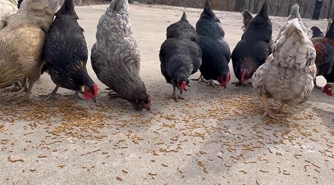 kimoe Non-GMO Bulk Dried Mealworms 10LB Bag for Chickens, Ducks & Wild Birds — 100% Natural High-Protein Feed to Boost Egg Production, Feather Health & Immunity