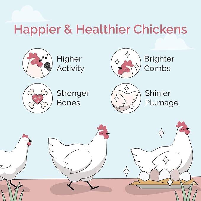 Mile Four Organic Chicken Feed – Layer Mash, Non-GMO, USA Grown, 16% Protein, Corn-Free, Soy-Free, Non-Medicated Feed for Chickens, 2 lbs Sample