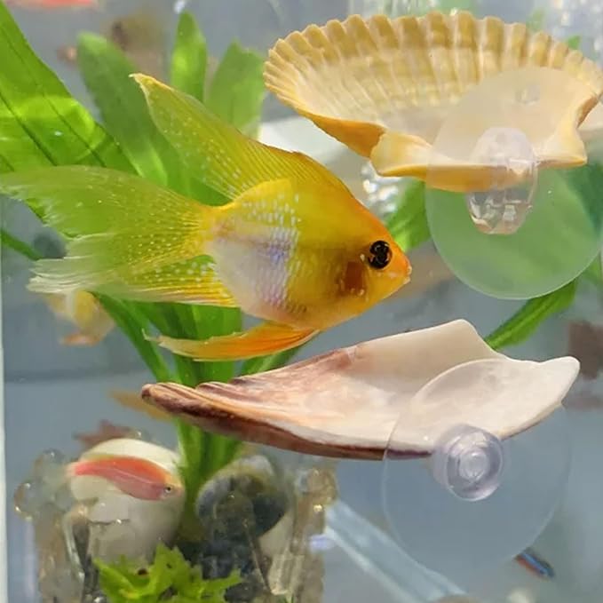 Oncpcare Betta Fish Resting Spot Shell Bed 2-Pack — Cozy Natural Shell Perch for Betta Tanks, Encourages Natural Resting & Hiding Behaviors