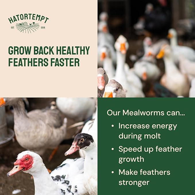 Hatortempt Dried Mealworms for Wild Birds - 1.8 Lb Bag - Non-GMO Bluebird Food - High-Protein Meal Worms for Blue Birds, Robins and Chickadees