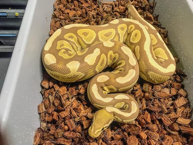 ReptiChip Reptile Substrate Coconut Chip Bedding 72 Quart Compressed Organic Coco Husk Block for Snake Habitat, Ball Python Terrarium, Turtle Tanks, Tortoise Enclosure (10 Pk)