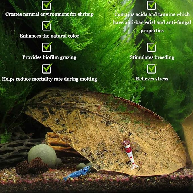 JOR Water Conditioner Leaves for Freshwater Betta & Shrimp Aquarium, Leaf Lowers Tank's pH, Helps in Successful Breeding (Catappa, Medium x 12)