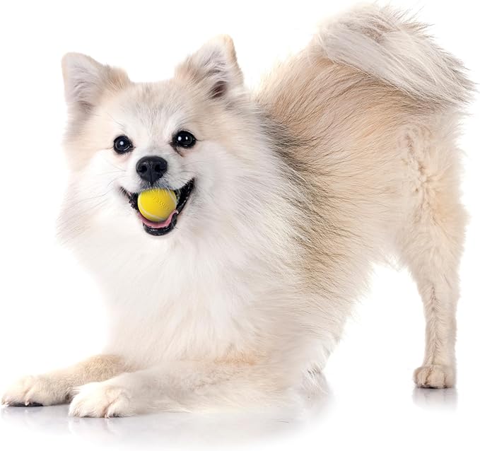 Playology Dog Toys | Squeaky Chew Ball for Dogs, Value 3-Pack | Chicken Scented Small Dog Balls | Bouncy Floating Chew Toys for Fetch