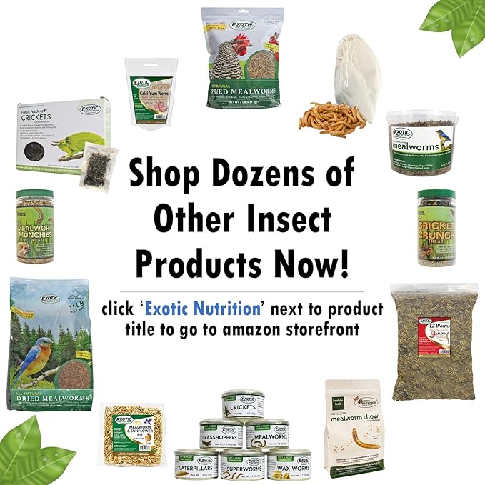 Canned Crickets (1.2 oz.) - Healthy High Protein Insect Treat - Hedgehogs, Sugar Gliders, Reptiles, Wild Birds, Chickens, Lizards, Bearded Dragons, Skunks, Opossums, Fish, Amphibians, Turtles