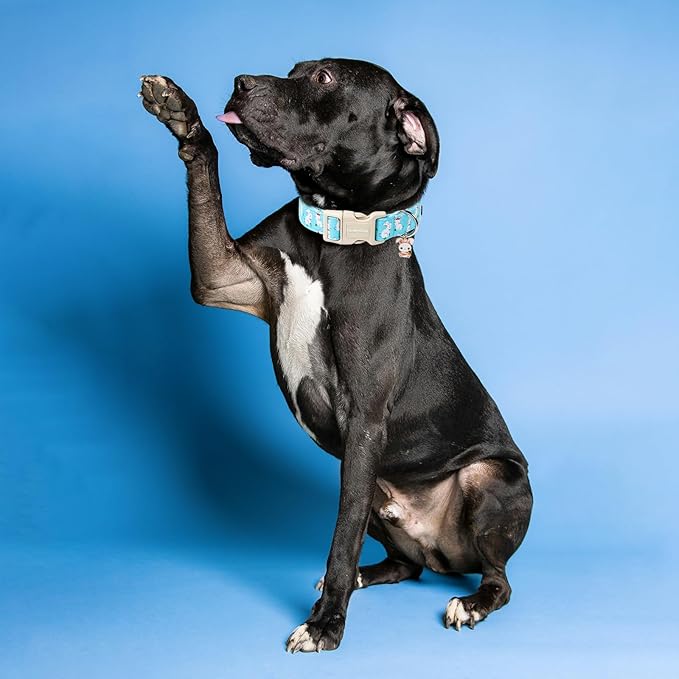 Lionet Paws Easter Dog Collar, Comfortable Adjustable Blue Rabbit Collar with Bunny Rabbit for Large Male Female Dogs Collars,Neck 16-24 inches