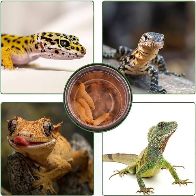 0.5oz Crested Gecko Food and Water Feeding Cups, Reptile Feeder Bowls, Plastic Replacement Food Dish for Lizard and Other Small Pet Ledge Accessories (500 pcs)